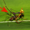 【转载】古蛛科Archaeidae 科普介绍 神奇的食蛛性蜘蛛