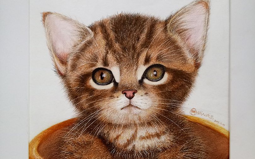 《彩铅手绘——小奶猫》