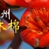【广州市花】木棉花开了！赏花时捡上几朵，广东人教你怎么吃，可煲汤、泡茶、凉拌等，清热解毒祛湿
