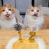 给猫咪做生日蛋糕，再简单吃个帝王蟹火锅！【花花与三猫】