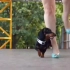 高跟鞋下的腊肠犬，展现穿腿绕腿好技能-视频详情