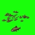 绿幕抠像游动的鱼群视频素材