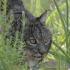 【纪录片】猫科动物 3【1080p】【双语特效字幕】【纪录片之家爱自然】