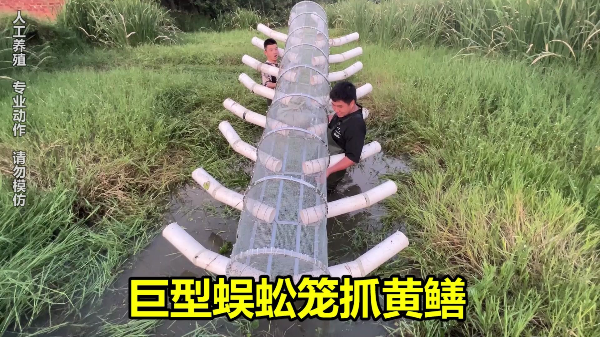 自制巨型蜈蚣笼抓黄鳝，花一万二看看能上多少货