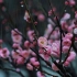 ?冬雨中的梅花，寂静的梅花园发出的舒缓雨声，让我思念起曾经的她...自然风景，4K自然视频，2022，中国 湖南省株洲市