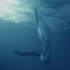【1080P/纪录片/鲸鱼】鲸歌