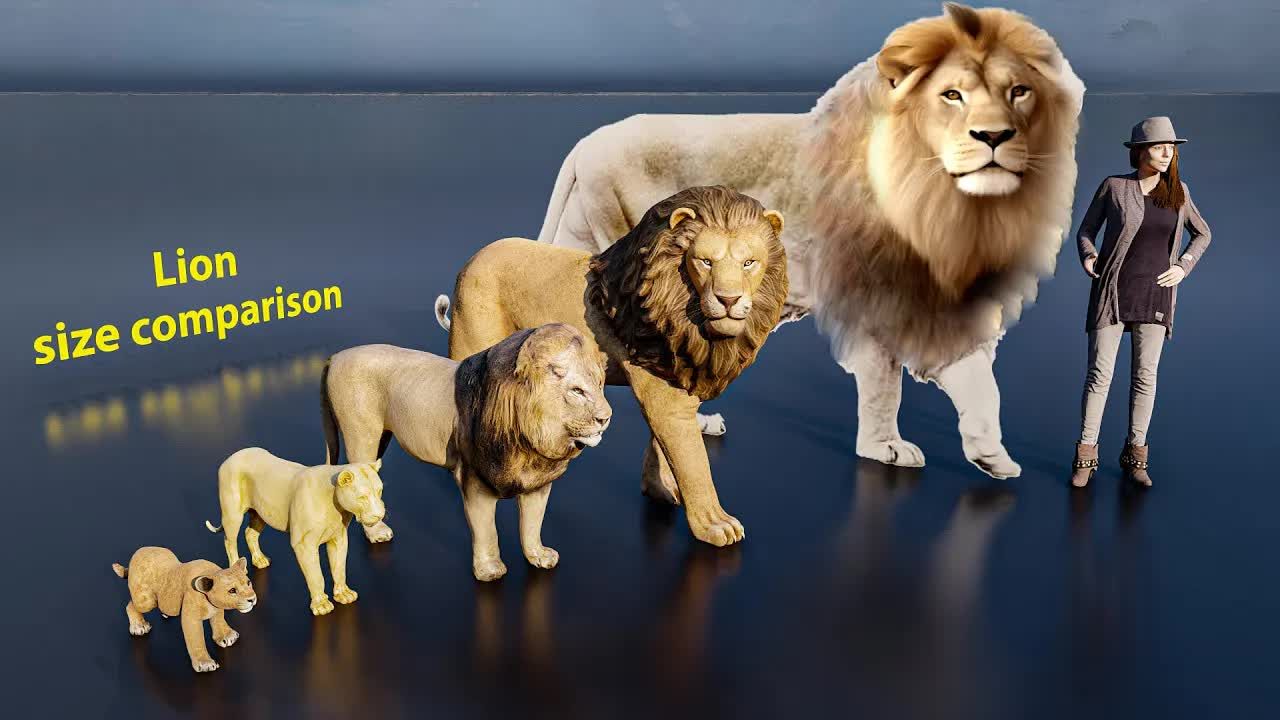 【超级比一比】狮子体型比较#动物