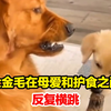 大金毛在母爱和护食之间挣扎，小金毛：妈妈 我怎么感觉有杀气，大金毛：没事 我牙热 放出来凉会