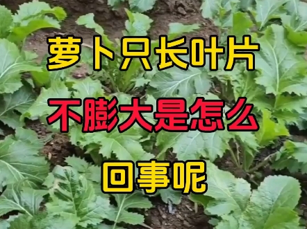 萝卜只长叶片不膨大是怎么回事呢