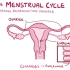[中英双字]The menstrual cycle——了解月经周期