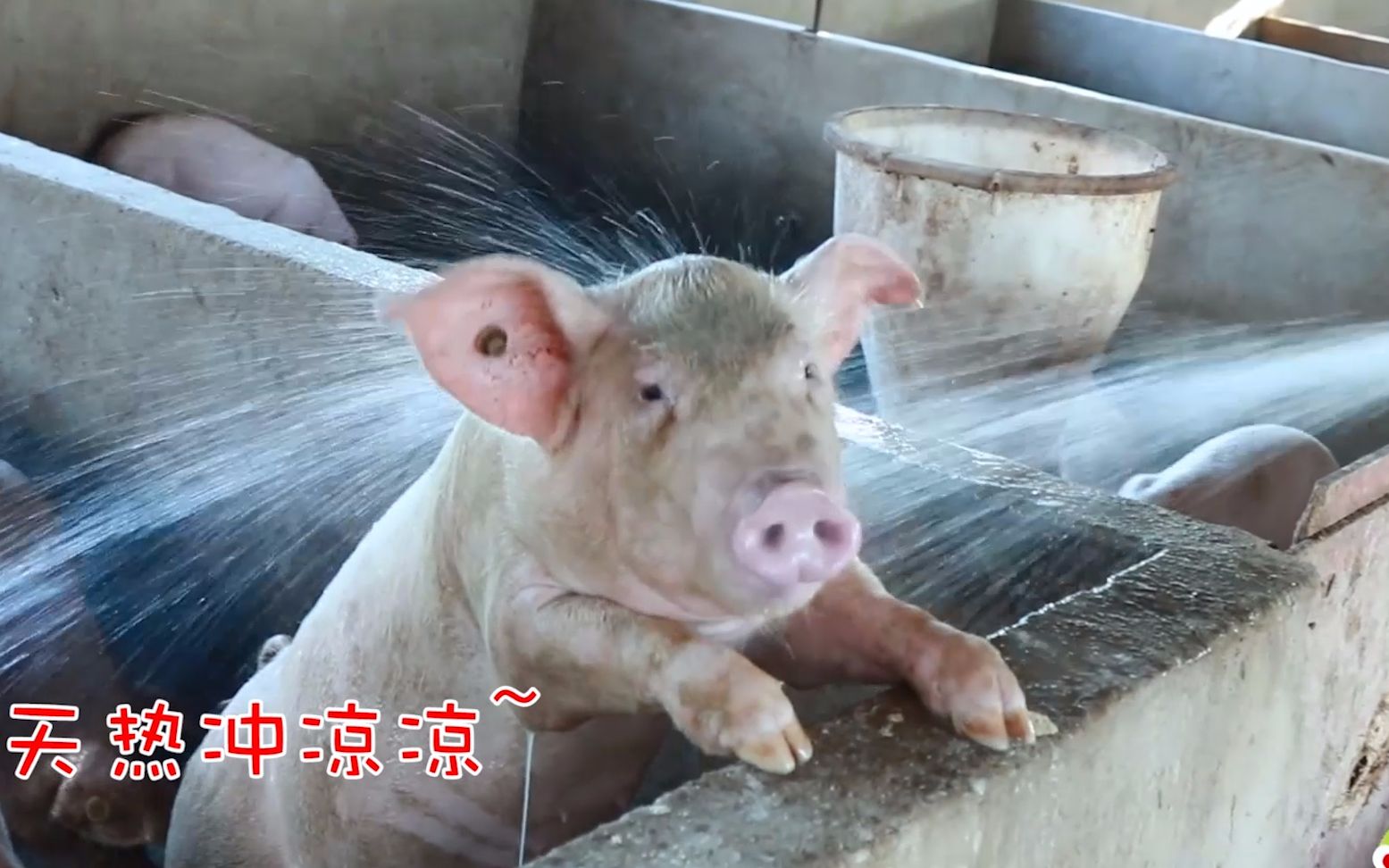 小乔给猪洗澡冲凉,意外发现一只不一样的猪,太神奇了!