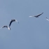 f603 白鹭大雁候鸟迁徙飞行小鸟类飞翔翱翔天际动态视频素材