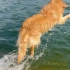 #金毛游泳#养狗两周年，狗子首次下水