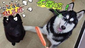 怎样防止小狗乱撒尿呢 8d6a06f08ee7384f87ecfd34fa3462fc9215bcba.jpg@280w_158h_1c_100q.jpg