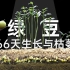 【时五六】我记录了这些绿豆的66天的生长与枯萎，在视频里你感受到了什么？