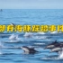 美国数百海豚海面跳跃 场面壮观