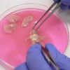 小鼠肝脏灌流提取细胞（Mouse liver perfusion
