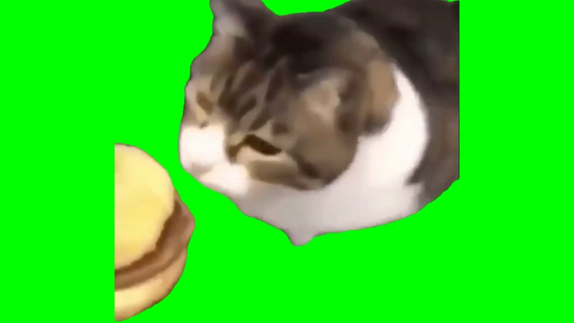 【高清无水印】芝士汉堡猫猫meme绿幕素材30秒