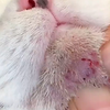 给猫猫挤黑头完整版