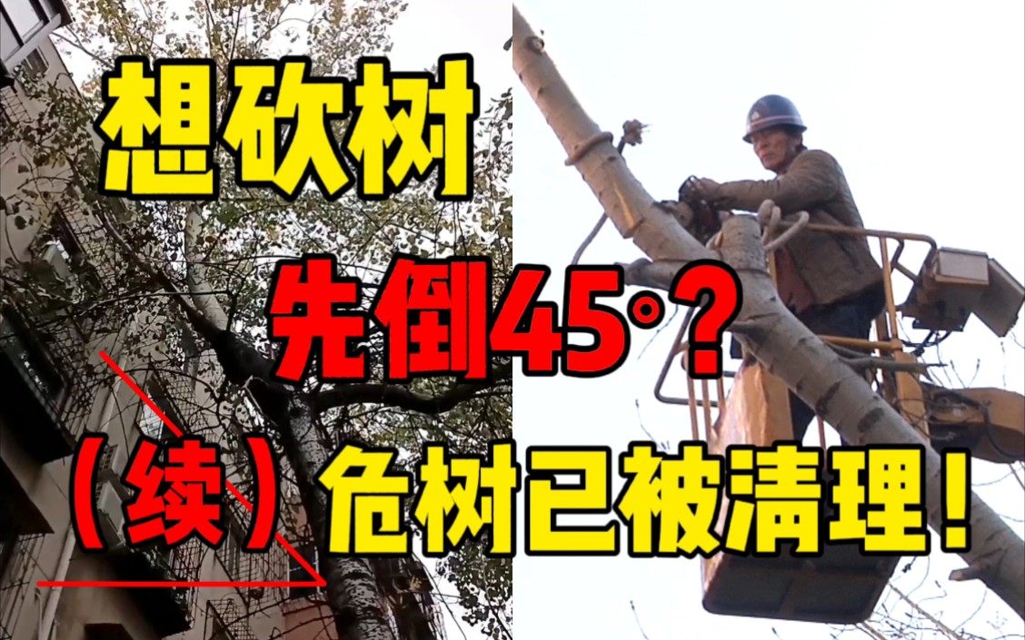 危树已被处理！20米高杨树摇摇欲坠 想砍掉先倒45°？