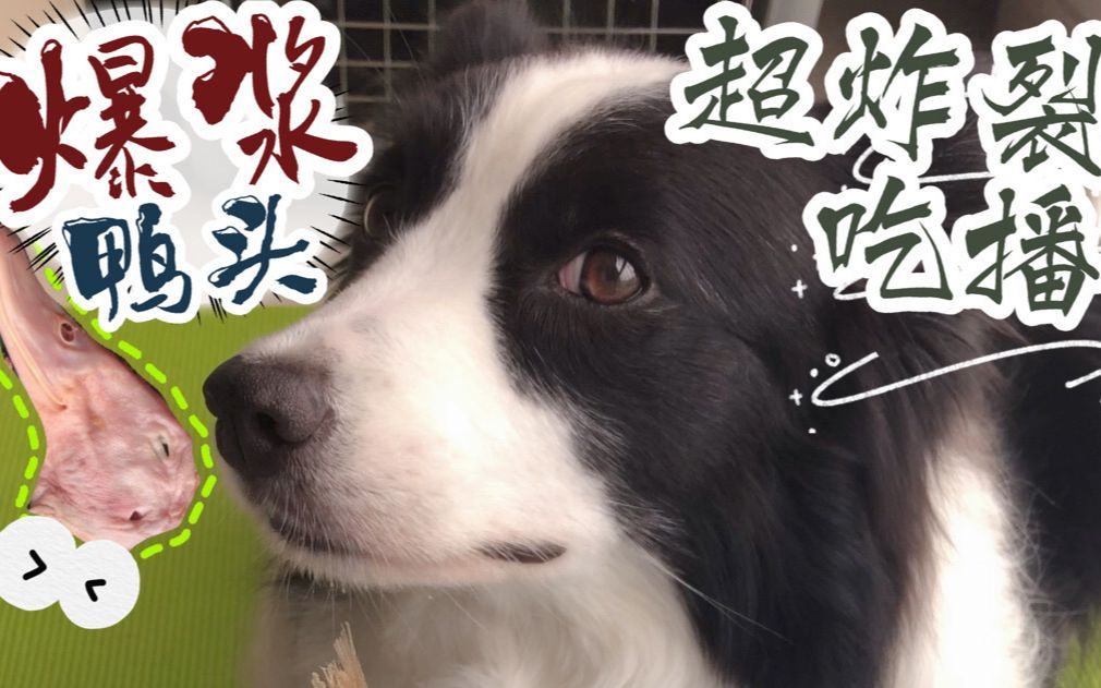 【边境牧羊犬】生骨肉吃播 今天吃个兜齿鸭头