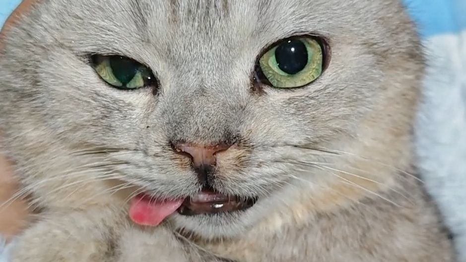 5个月前的清远水库放生猫，在糗糗庄园怎么样了？