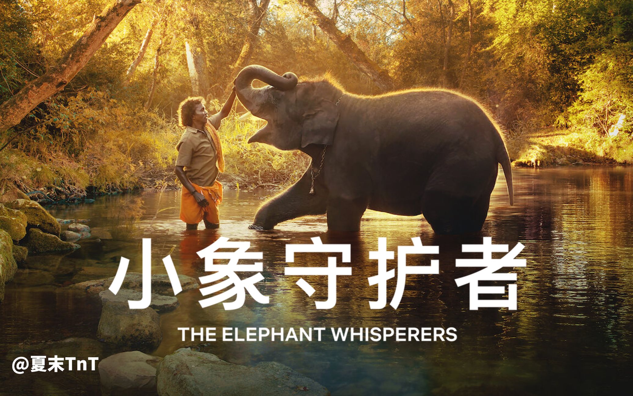 小象守护者 中英双语字幕 The Elephant Whisperers
