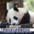 【大熊猫嘉嘉】上海 大熊猫幼崽与游客隔空互动