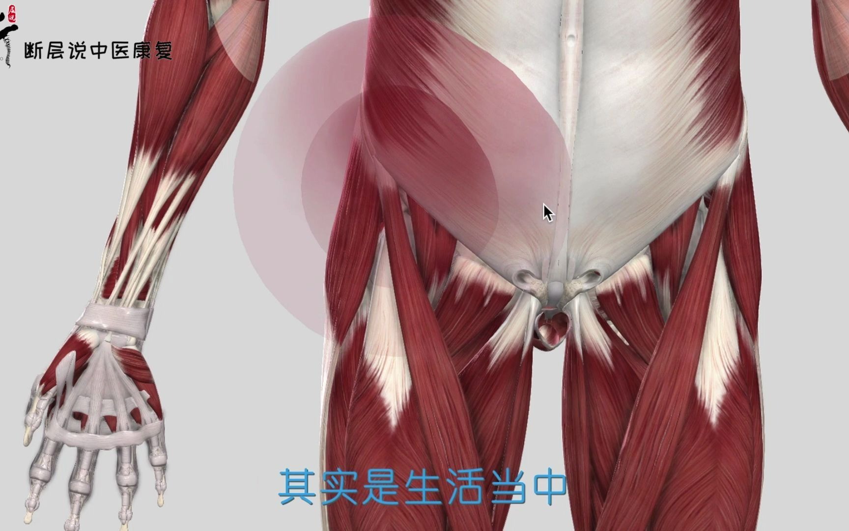 大腿内侧疼痛相关的激痛点及穴位 - 知乎