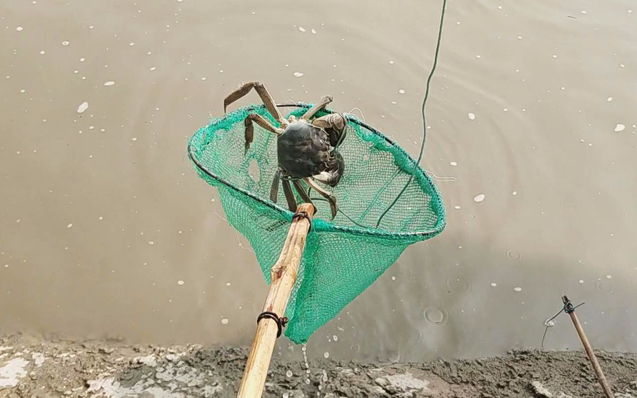 如何制作钓螃蟹的套,钓河蟹的工具怎么制作,简单做捕螃蟹的工具(第15页)_大山谷图库