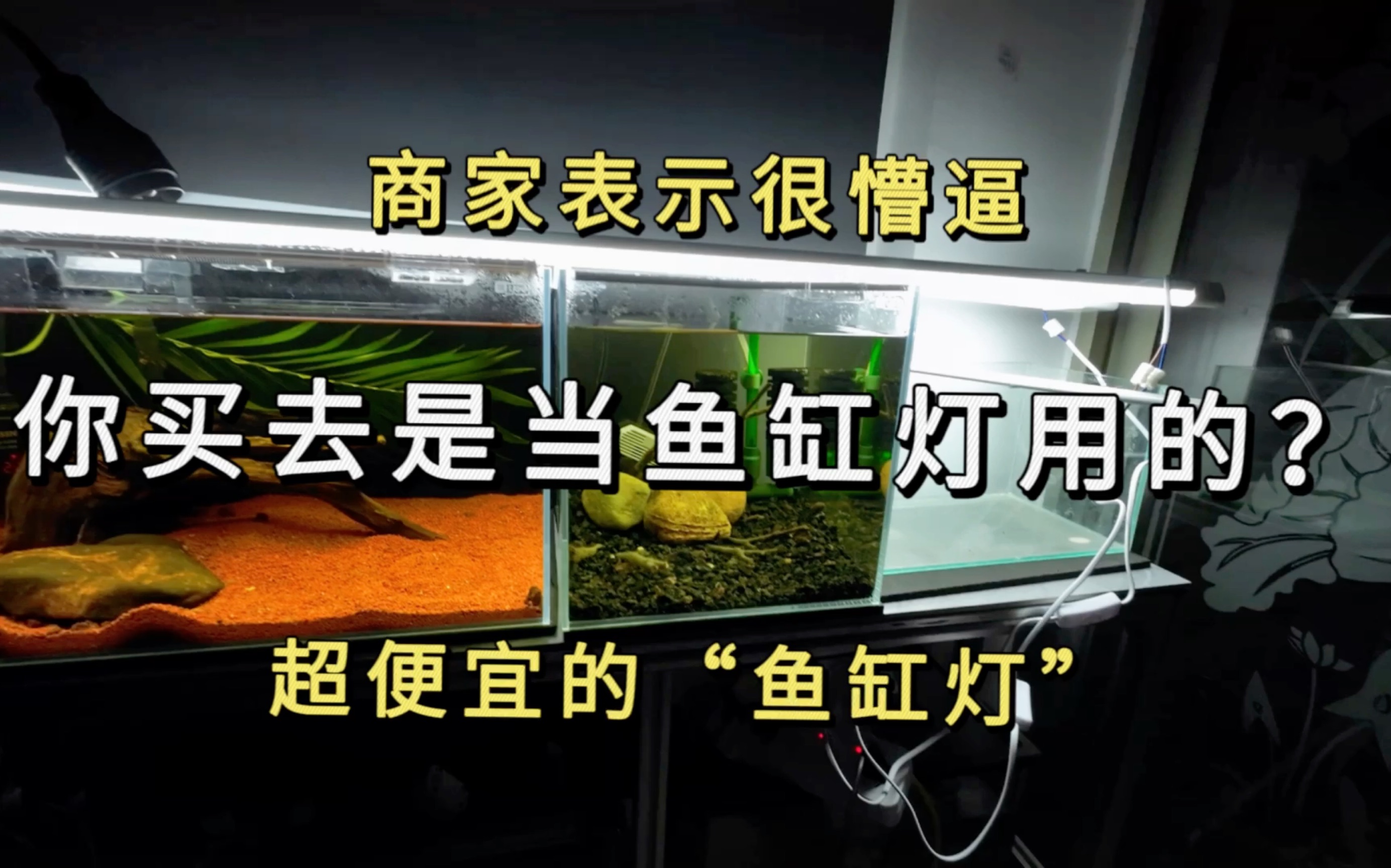 这靓仔真抠门，连鱼缸灯都要找平替，抠抠搜搜养鱼人