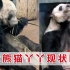 美国动物园大熊猫现状：饲养员假装投食不喂，饿成皮包骨，患了病