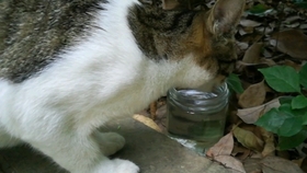 一只猫大战100个老鼠 8e0c3e27883de5cbd626fdbdb5abe2001b21fb3c.jpg@280w_158h_1c_100q.jpg