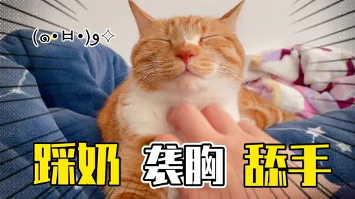 【橘猫】踩奶，袭胸，舔手