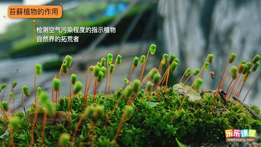 30藻类、苔藓和蕨类植物