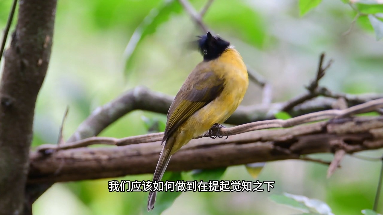 如何在觉知的观照下正确的说话呢？千万别再继续造口业了！这可能是你遭遇痛苦的根本原因！