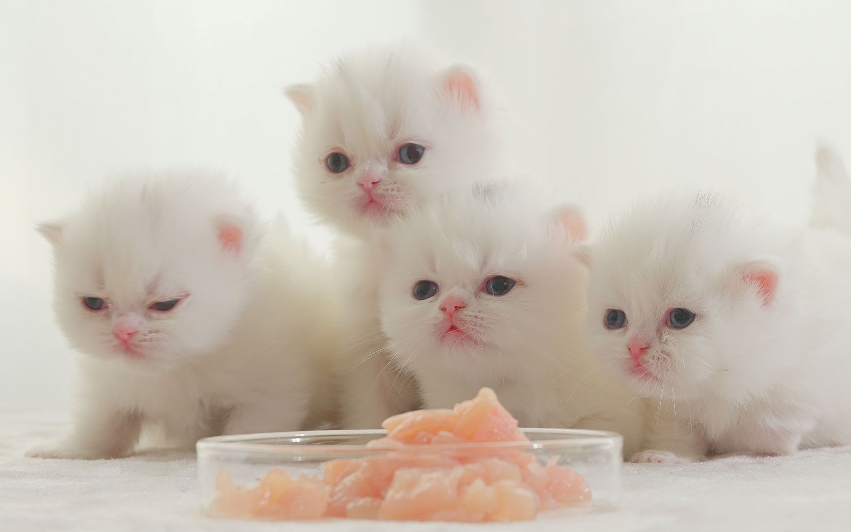 小奶猫第一次吃肉是用嘬的？