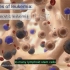 【3D医学动画】认识白血病（原版英文+中英双字幕）