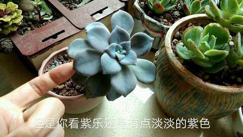 龟背竹怎样能让叶子变大 8e4e996aa37f4f5064e6958c62300dd1b77199e2.jpg@480w_270h_1c