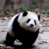 大熊猫和花：我跑步迷人吗？