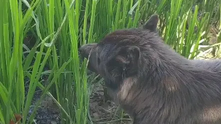 狗狗吃草是为了什么？