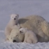 北极熊宝宝 