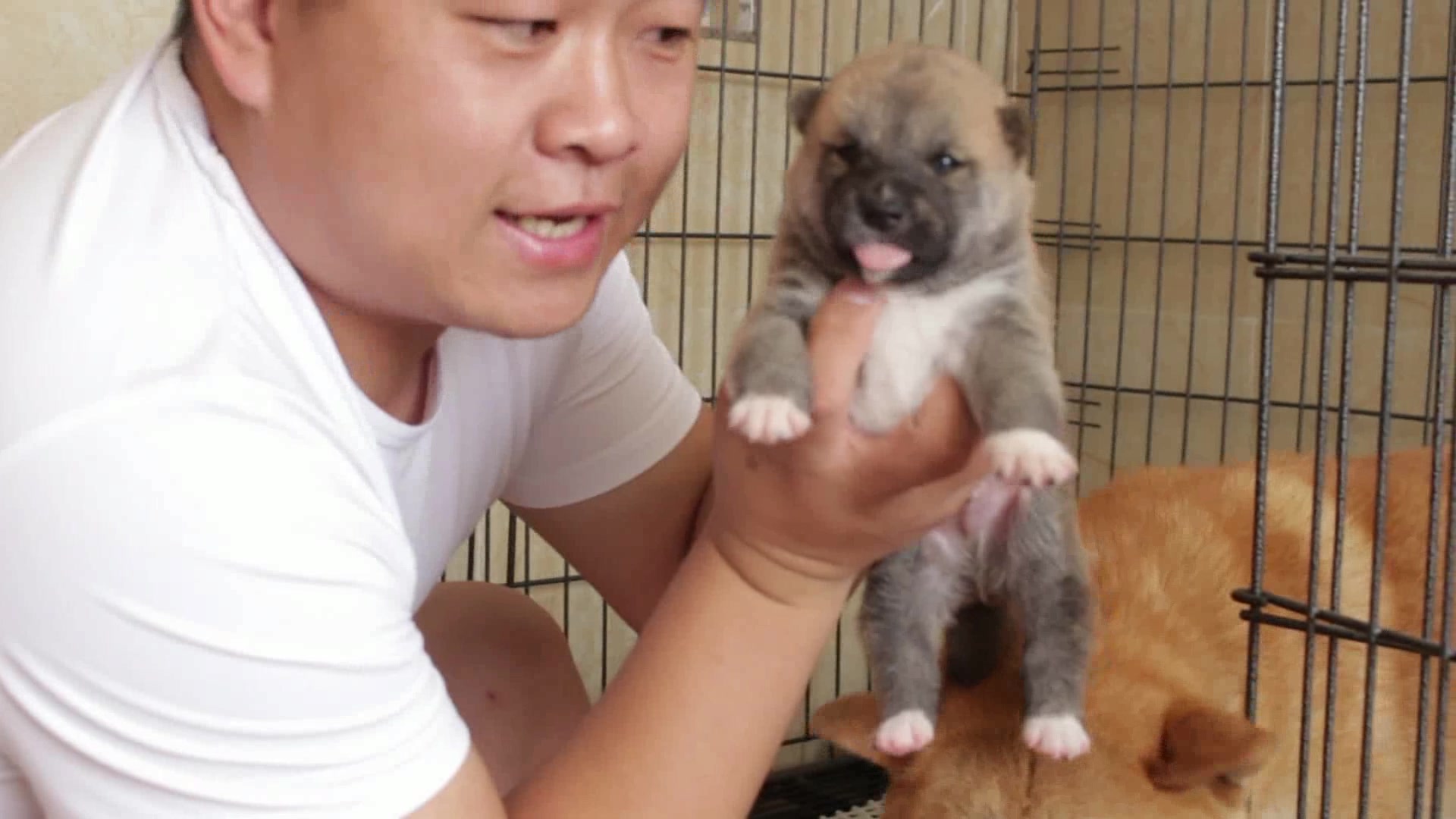 刚出生不久的柴犬宝宝就这这样子