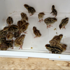24块钱孵了一保温箱的鹌鹑
