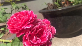 8ea7a71f203ce986282c31569f7bc225a21b788a.jpg@280w_158h_1c_100q.jpg
