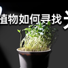 用视频记录下植物是如何寻找光的，植物的趋光性生长试验