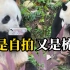 大熊猫捡到游客掉落的手机，又是“自拍”又是“梳头”，一整个爱不释手