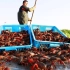 小龙虾的一生｜现代化养殖和生产克氏原螯虾