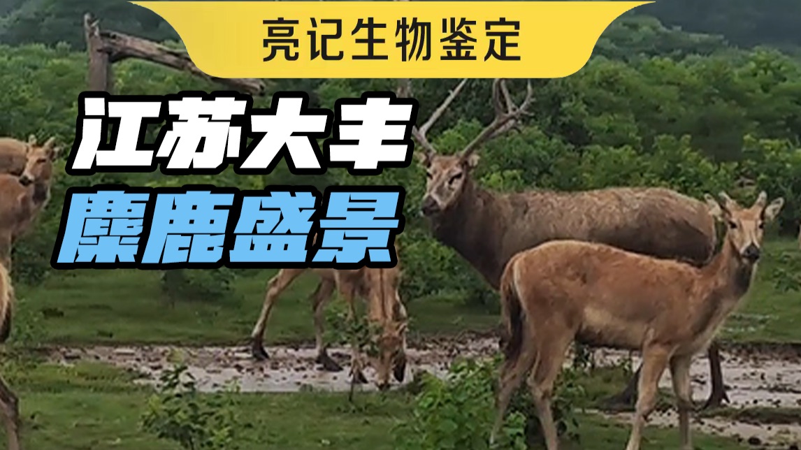 这才是江浙海滨湿地应有的样子