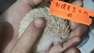 刺猬视频全集 8f197eb84e509b1d035193334f8f51456c3745fb.jpg@310w_174h_1c_100q.jpg